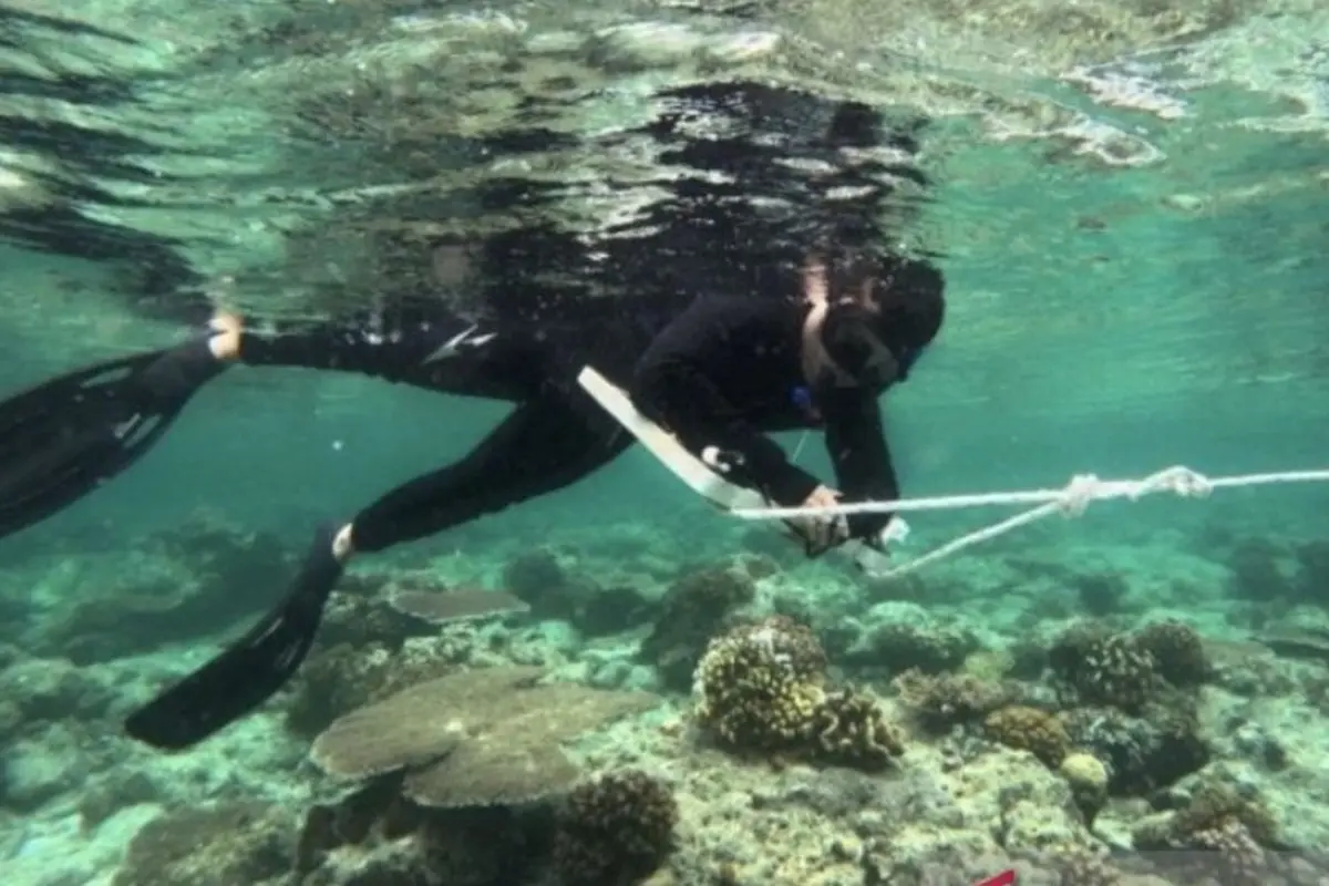 Pengamatan terumbu karang di Kawasan Konservasi Pesisir Pulau-Pulau Kecil Kepulauan Derawan dan Perairan Sekitar (KKP3K-KDPS).