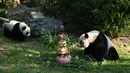 Panda Yuan Meng (kiri) dan ibunya Huan Huan melihat ke arah kue ulang tahunnya di dalam kandangnya di The Beauval Zoo di Saint-Aignan-sur-Cher, Prancis tengah  (4/8). (AFP Photo/Guillaume Souvant)