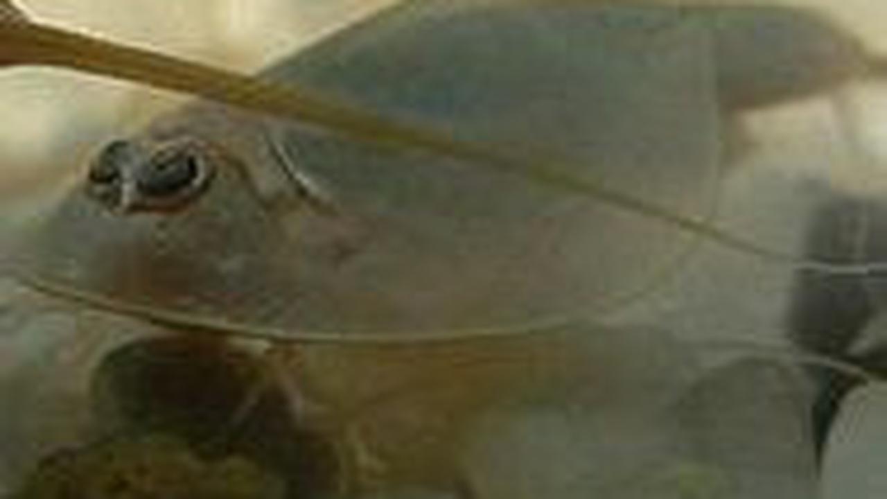 3. Udang Kecebong<br>