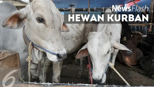 NEWS FLASH: Istiqlal Sembelih Hewan Kurban Malam Hari