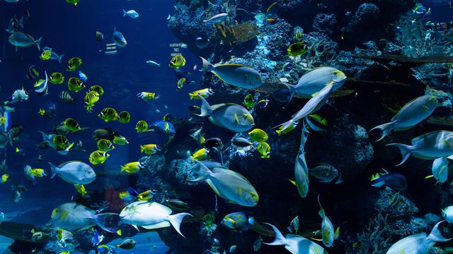 Mengenal Macam Macam Ekosistem Dan Contohnya Dari Alami Hingga Buatan Hot Liputan6 Com