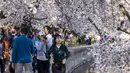 Pengunjung berkumpul untuk melihat bunga sakura di sepanjang Tidal Basin, Washington D.C, 21 Maret 2022. National Park Service mengumumkan hari ini melalui Twitter bahwa bunga sakura Washington telah mencapai puncak mekarnya. (TASOS KATOPODIS/Getty Images via AFP)