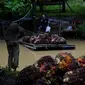 Seorang pekerja mengangkut cangkang sawit di atas rakit di sebuah perkebunan sawit di Sampoiniet, provinsi Aceh (7/3/2021). Kelapa sawit merupakan tanaman perkebunan yang memiliki produksi terbesar di Kabupaten Aceh . (AFP Photo/Chaideer Mahyuddin)