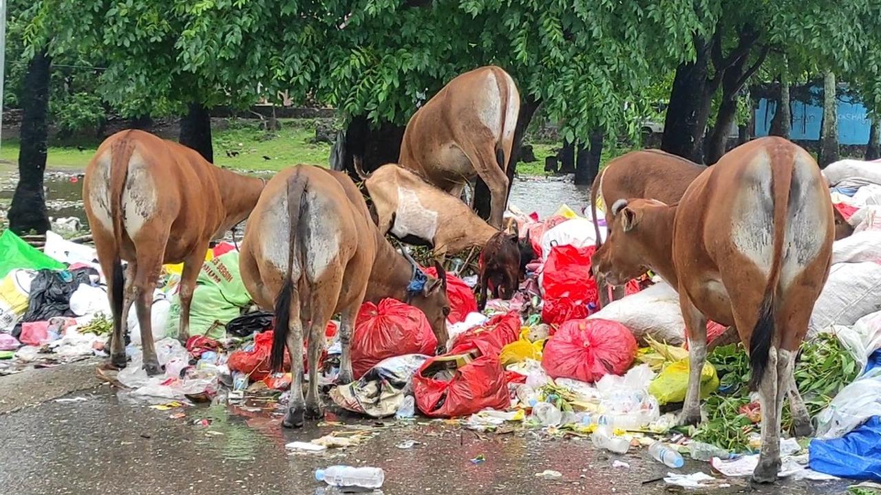 Fakta Miris Buruknya Penanganan Sampah di Kupang, Sampai Dimakan Sapi dan Kambing