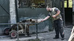 Seorang pria memberi makan beruang lumpuh bernama Usko di tempat perlindungan Arcturos di Nymfaio, Yunani (23/4). Lebih dari 20 beruang dan tujuh serigala hidup di tempat penampungan ini. (AFP Photo/Aris Messinis)