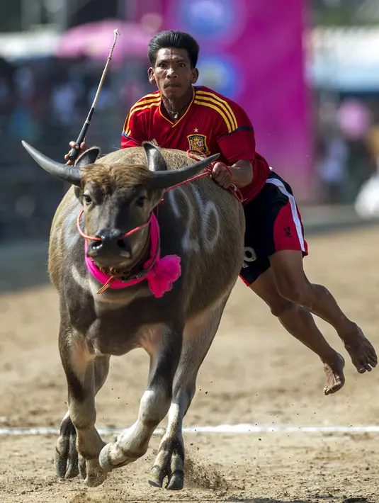 Aksi seorang joki yang memacu kerbaunya dalam festival balap kerbau di Chonburi, Thailand (26/10/2015). Festival tahunan itu diikuti puluhan petani di Chonburi untuk merayakan panen padi. (Reuters/Athit Perawongmetha)