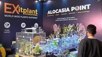 Beragam jenis Alocasia yang dipamerkan di FLOII Expo 2025. (dok. Tanemdulu)