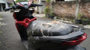 5 Cara Menghilangkan Bulu Kucing yang Menempel di Jok Motor dengan Cepat dan Bersih