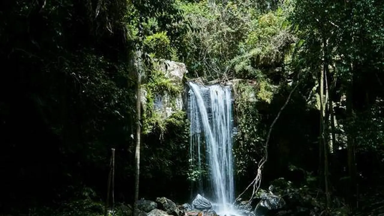 Tambourine Rainforest (Sumber: Tourism and Events Queensland)