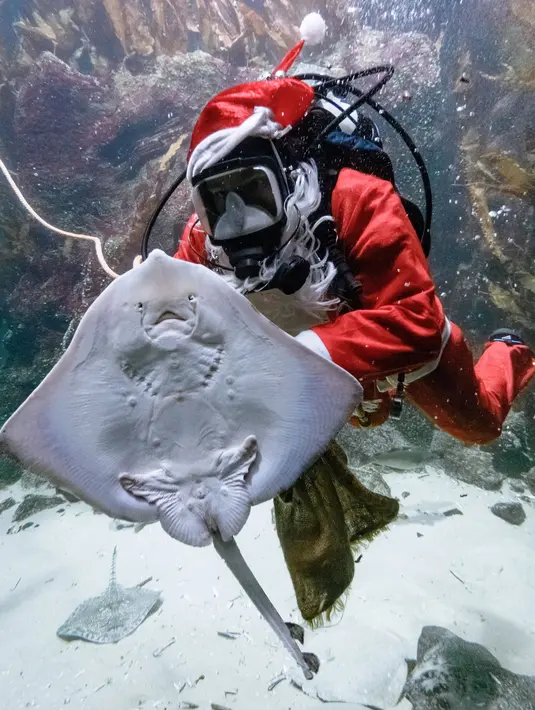 Aksi Chief fishkeeper, Timo Kaminski menyelam mengenakan kostum sinterklas untuk memberi makan ikan di akuarium Multimar Wattforum di Toenning, utara Jerman, Selasa (4/12). Aksi tersebut untuk memeriahkan perayaan Natal. (MARKUS SCHOLZ / DPA / AFP)
