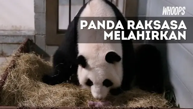 WHOOPS: Detik-detik Panda Raksasa Lahirkan Bayi Kembar di Atlanta