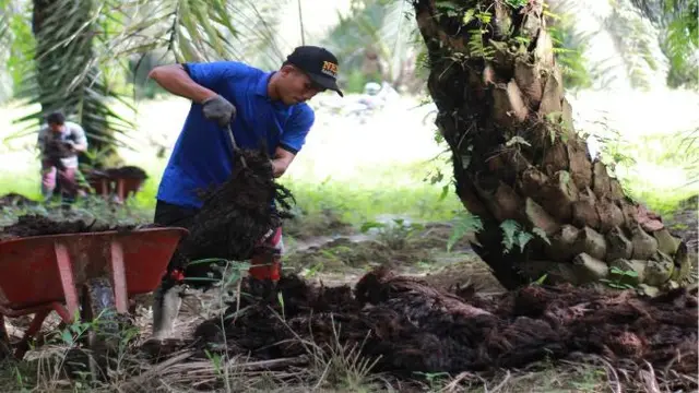 Aplikasi kompos PT Austindo Nusantara Jaya Tbk (ANJT) (Foto: PT Austindo Nusantara Jaya Tbk)