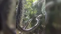 Kedua ular piton itu tertangkap kamera sedang kawin di luar jendela seorang warga New South Wales, Australia (Mirror.co.uk).  