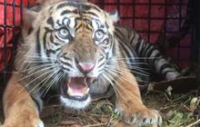 Mengenal Harimau Sumatra, Predator Langka yang Terancam Punah di Indonesia