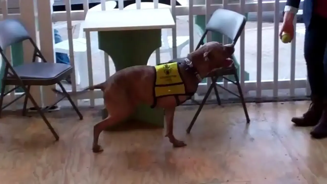 Anjing Cacat Yang Bersemangat 