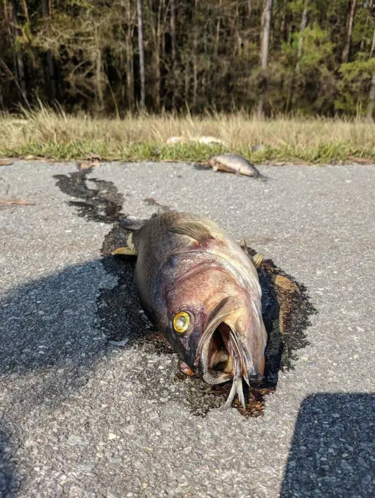 Bangkai ikan mengotori jalan-jalan di Interstate 40, North Carolina pada 22 September 2018. Beberapa dari ribuan ikan itu cukup besar dan juga menyebabkan jalan berbau menyengat. (Penderlea Fire Department via Facebook)
