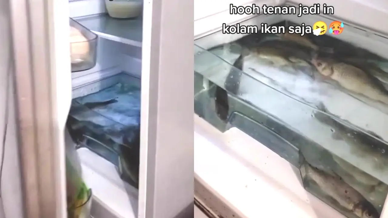 Kulkas Jadi Kolam Ikan