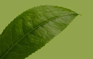 Ilustrasi oleh Unsplash.