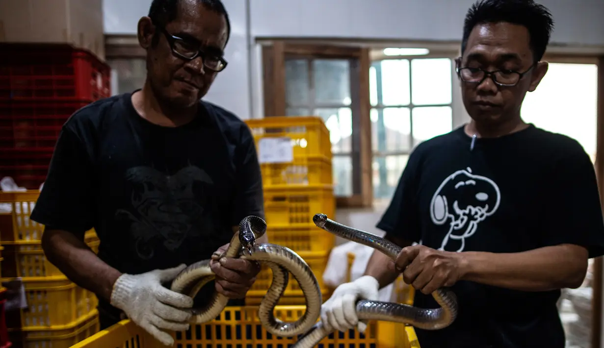 Petugas melakukan pemeriksaan kesehatan ular sebelum proses packing di salah satu perusahaan eksportir di Surabaya, 13 Februari 2019. Ular-ular tersebut diekspor secara legal untuk memenuhi kebutuhan menu masakan di Guangzhou, China. (Juni Kriswanto/AFP)