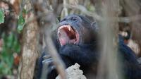 Ilustrasi simpanse menguap di Taman Nasional Mahale. (Sumber Flickr/nilsrinaldi)