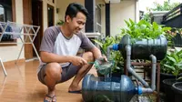 Jenis Ikan yang Cocok untuk Aquaponik Galon Bekas, Cepat Besar Mudah Dirawat