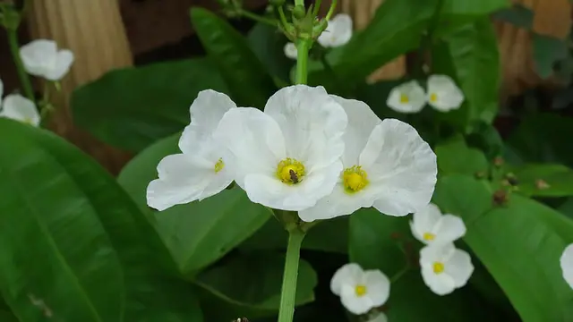 Melati Air: Wikimedia