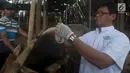 Petugas bersiap menyuntikkan antibiotik saat melakukan pemeriksaan pada sapi di Pondok Kelapa, Jakarta, Rabu (8/8). Pemeriksaan tersebut dilakukan untuk menjamin kelayakan dan kesehatan medis hewan kurban untuk dikonsumsi. (Merdeka.com/Imam Buhori)