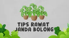 Tanaman dari keluarga monstera ini tengah jadi perhatian publik lantaran harganya mencapai puluhan juta rupiah. Ini dia tips merawat janda bolong.