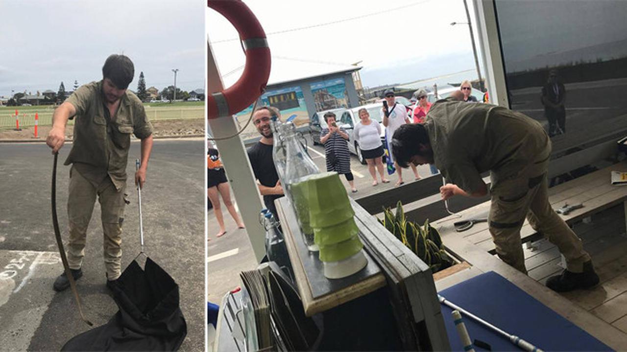 Dikira Mainan Oleh Pemilik Kafe, Ternyata Malah Ular Mematikan