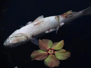 Seekor ikan mati mengapung di Laguna Rodrigo de Freitas, Rio de Janeiro, Brasil, Jumat (21/12). Ahli biologi menduga panas ekstrem yang disebabkan oleh El Nino mengakibatkan sekitar 21 ton ikan mati dalam tempo singkat. (AP/Silvia Izquierdo)