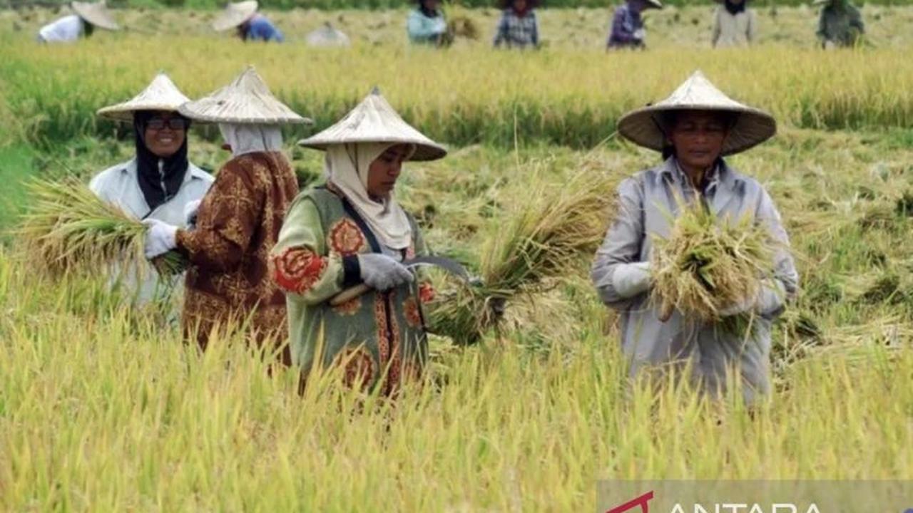 NTP Kaltim Desember 2025 Turun 0,30 Persen, Daya Beli Petani Tertekan