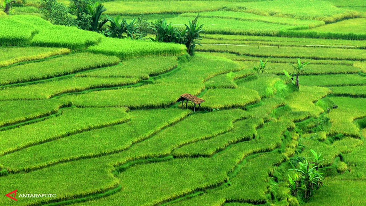 lahan-petani-sawah-130610b.jpg