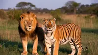 Perbedaan Singa dan Harimau: Ciri Fisik, Habitat, Perilaku, hingga Status Konservasi