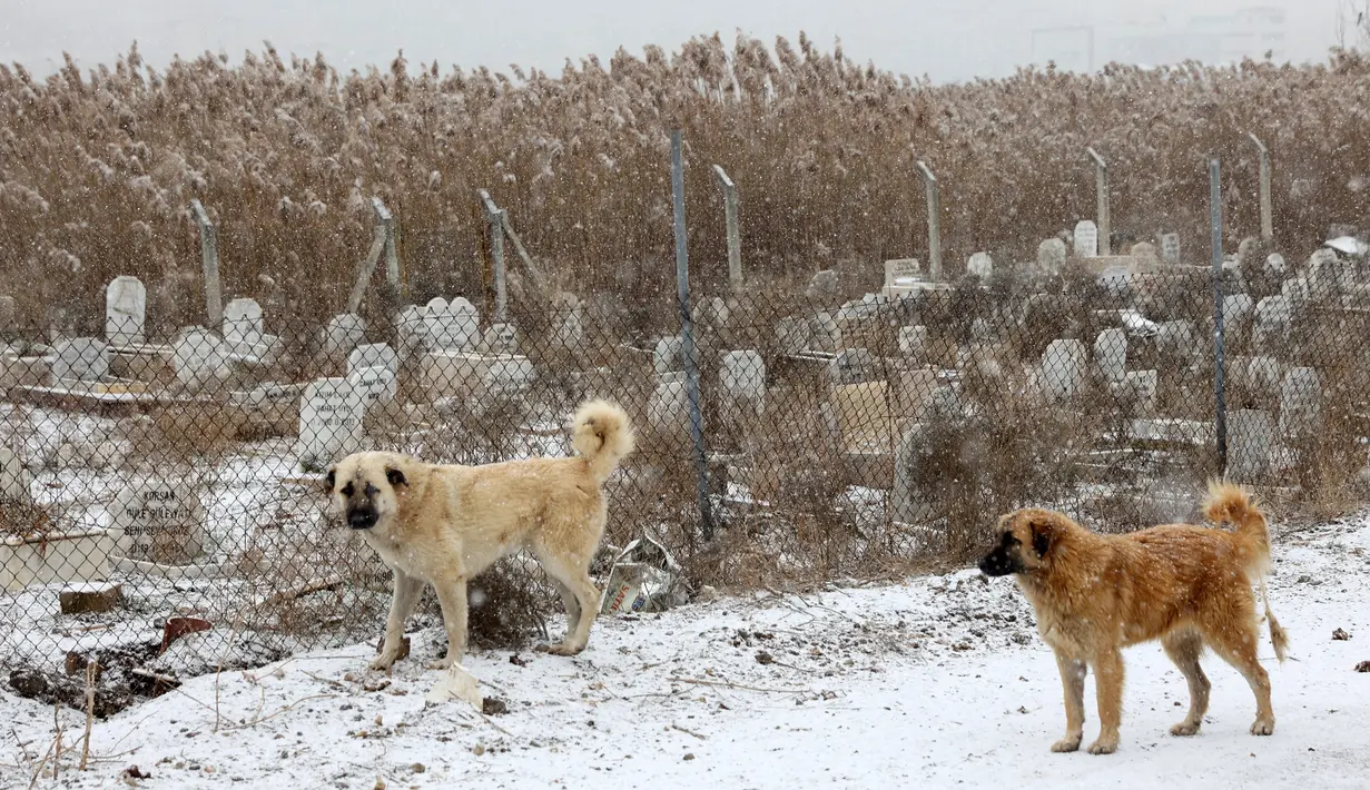 Anjing berdiri dekat kuburan di Pemakaman untuk tempat hewan peliharaan dimakamkan di Ankara, Turki. Pemakaman hewan, yang didirikan oleh Kota Metropolitan Ankara pada tahun 1997, tidak digunakan lagi sejak tahun 2014. (Adem ALTAN/AFP)