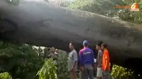 [VIDEO] Pohon 2,5 Meter Tumbang Diangkut, Warga Minta Ganti Rugi