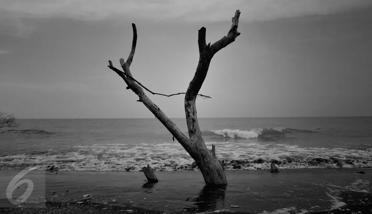 JEJAK - Pohon tua mati berada di lokasi Pantai Beting Muara Gembong menjadi artefak bahwa dulunya daratan dan lautan mempunyai jarak, tapi kini bibir lautan dan daratan telah menyatu. (Liputan6.com/Gempur M Surya)