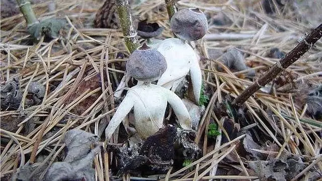 7 Potret Jamur dengan Bentuk Nyeleneh, Ada yang Terlihat Mengerikan