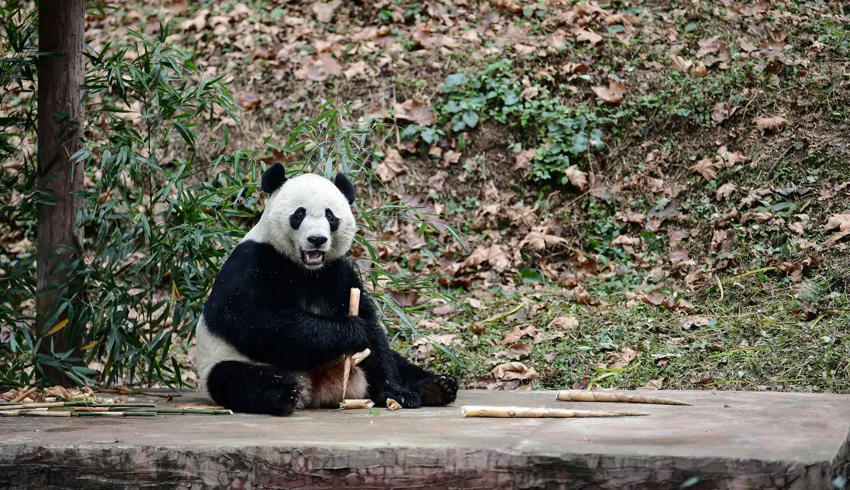 Panda raksasa bernama Bei Bei makan dalam kandangnya pada hari pertama di Bifengxia Panda Base di Yaan, Provinsi Sichuan, China, Kamis (21/11/2019). Panda raksasa yang lahir di Amerika Serikat tersebut tiba di China setelah melalui penerbangan selama 16 jam. (STR/AFP)