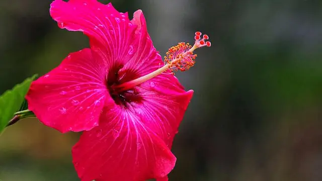 Manfaat bunga Kembang Sepatu untuk kecantikan rambut