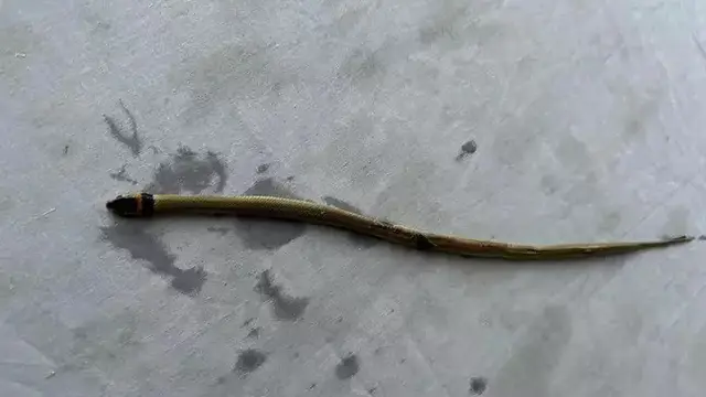 Ular dari Dalam Tubuh Katak
