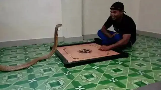 Enggak Ada Takutnya, Ini 8 Potret Akrab Manusia Bareng Ular yang Bikin Bergidik