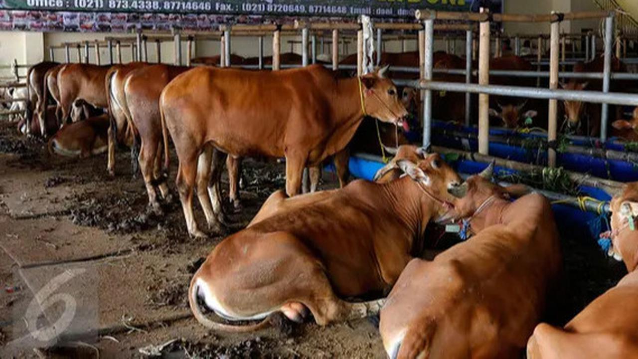 Pria Lulusan SD Nekat Jadi Peternak Sapi, Tak Disangka Raup Untung Rp1 Miliar per Bulan