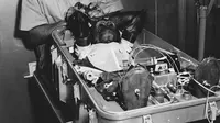 Simpanse bernama Enos saat dipersiapkan untuk diluncurkan melalui misi Mercury-Atlas 5. (NASA)