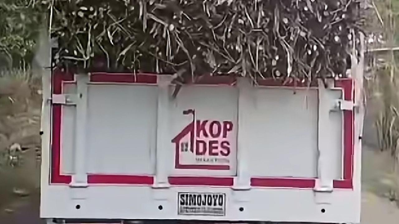 Viral Truk Koperasi Merah Putih Sragen Angkut Tebu, Ditegur Keras Kodim