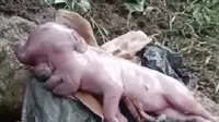 Penampakan anak babi yang lahir mirip manusia di Manggarai Barat, NTT (Liputan6.com/Ola Keda)