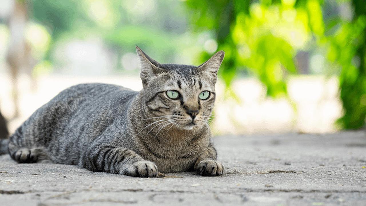 Mengenal Kucing Moggy, Si Manis Nan Unik dengan Karakter yang Menawan