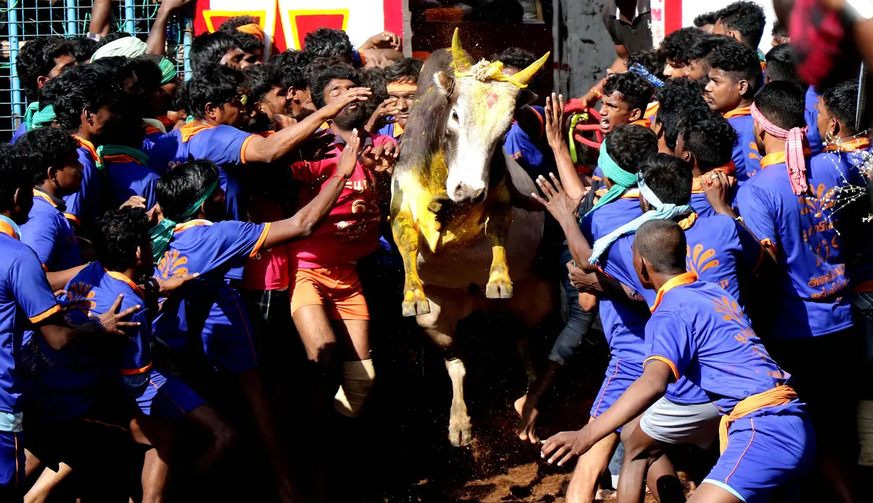 Para peserta mencoba menaklukkan seekor banteng di festival tahunan menjinakkan banteng, Jallikattu, di Desa Avaniyapuram di pinggiran Madurai, Negara Bagian Tamil Nadu, India, Rabu (15/1/2020). Festival yang digelar setiap Januari itu ditujukan untuk menandai panen musim dingin. (Xinhua/Stringer)