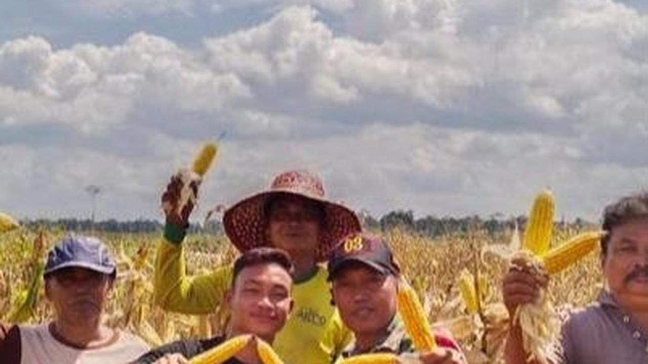 Mahfud MD Sebut Food Estate Proyek Gagal, Mentan Amran Pamer Panen Jagung di Gunung Mas