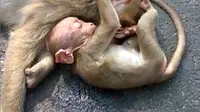 Bayi monyet tengah memeluk ibunya yang sudah tak bernyawa