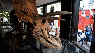 Seorang wanita dan anak melewati galeri di mana triceratops akan dipamerkan menjelang penjualan lelangnya di Paris pada 31 Agustus 2021. Rumah lelang Drouot di Paris akan melelang fosil dinosaurus triceratops terbesar yang dikenal sebagai "Big John" pada Oktober 2021. (Christophe ARCHAMBAULT/AFP)